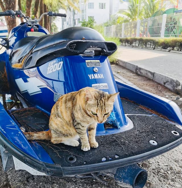 ބުޅަލުގެ ދިރިއުޅުން ލަގްޒަރީ ފުލެޓުތަކަށް