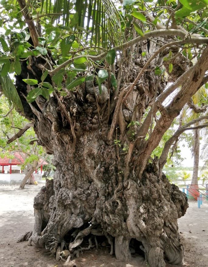 ތާރީޚް: ބާރަށު ކާނިގަސް