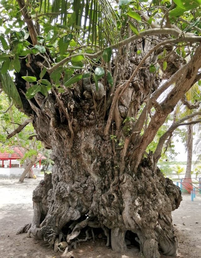 ތާރީޚް: ބާރަށު ކާނިގަސް