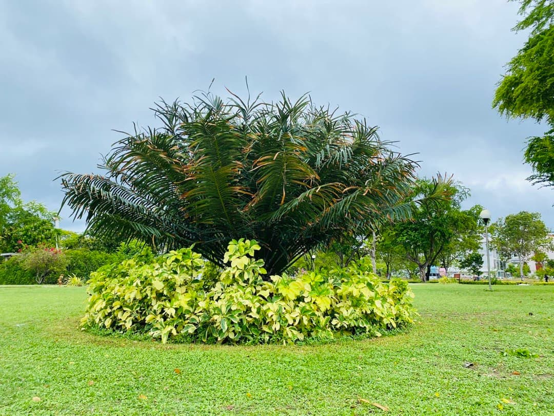 އިންސާނުންގެ މިސާލަކީ ހެދިބޮޑުވަމުންދާ ގަހެއްގެ މިސާލު!