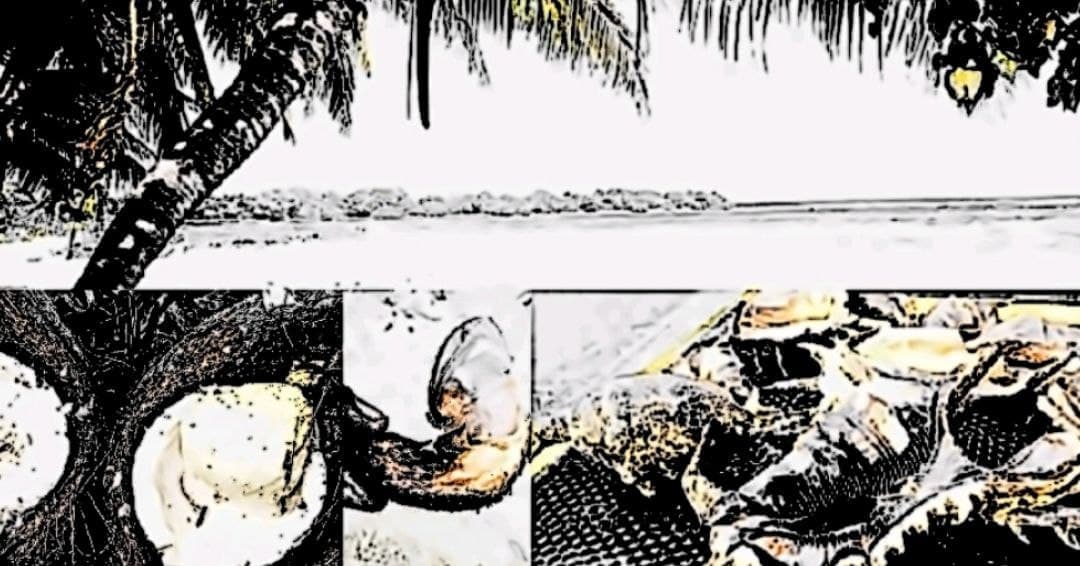 ހާދިސާ: މާރަންދޫ ކަތީބުގެ ޖާފަތް ކާންދިޔަ މީހުންނަށް ދިމާވިގޮތް