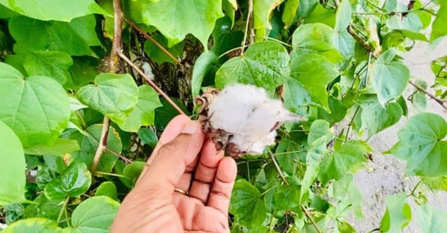 ފޮޓޯ: ކަފަ ގަސް