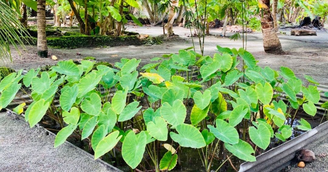 ފަރެސްމާތޮޑާގެ ގޭގޭގެ ގޯތިތެރޭގައި ކުޑަޖާގައެއްގައި އޮޅުއަލަ ހައްދަނީ