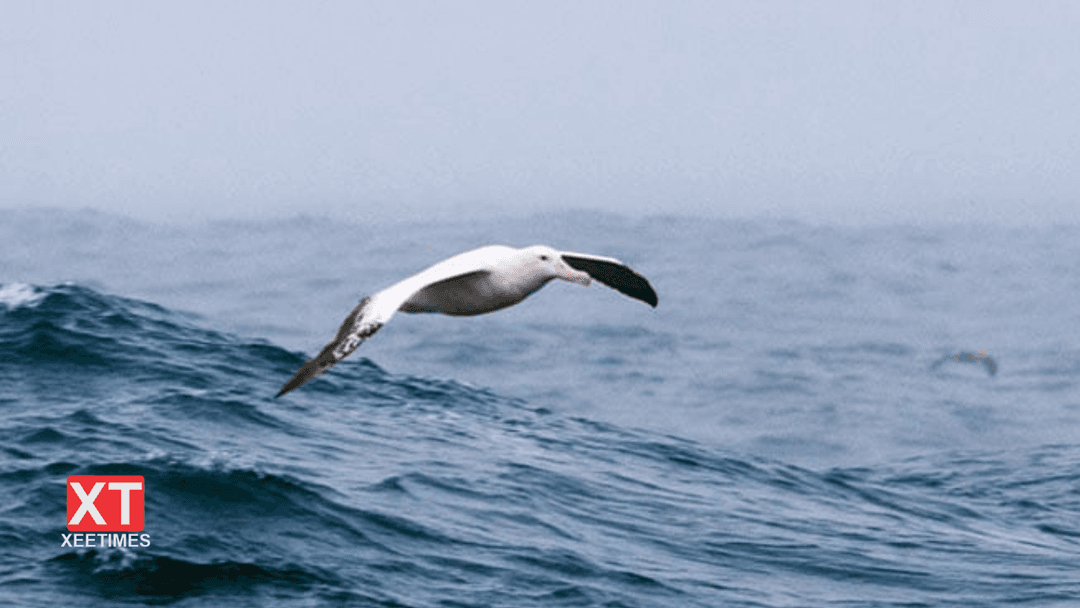 މޫސާ ޢަލައިހިއް ސަލާމްގެ ވާހަކަ: ދޫންޏެއް އައިސް ނަވުގައި ޖެއްސުމަށްފަހު ތުންގަނޑު ކަނޑަށް ކޮއްޕުން