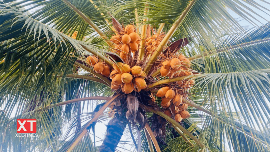 ކުރުނބާފެނުން ލިބިދޭ ފައިދާ