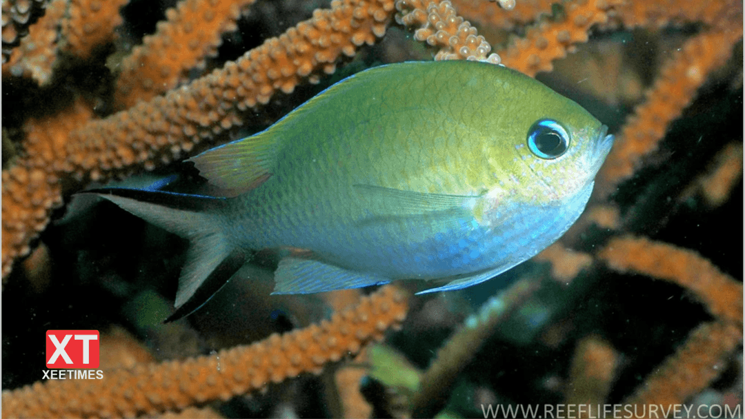 ލޮނުލުނބޯ މިއީ ވަރަށް އަވަހަށް މަރުވާމަހެއް!