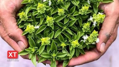 ގަނދަކޯޅި ފަތުގެ ވަހުން ސިކުނޑި އަށް ހަމަޖެހުން ލިބޭ!