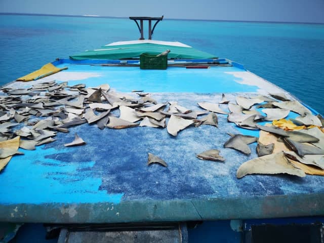 ފޮޓޯ: މިޔަރު މަސްވެރިކަން ކުރަމުންދިޔަ ބަޔަކު ފުލުހުންގެ ބެލުމުގެ ދަށަށް