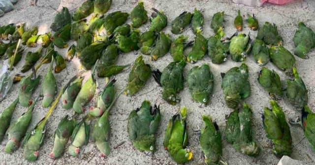 ދޫނިތައް މަރާލިއިރު އިންސާނިއްޔަތުކަން ކޮބާ؟ ގަވާއިދު ބަދަލުކުރަން ދަނީ ގޮވާލަމުން!
