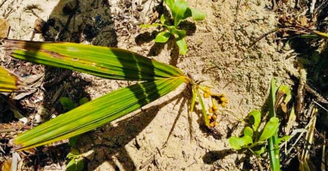 ފޮޓޯ: އާދަޔާޚިލާފަށް ކުޑަ ރުކެއް ފޯދިފަވަނިކޮށް ފެނުން